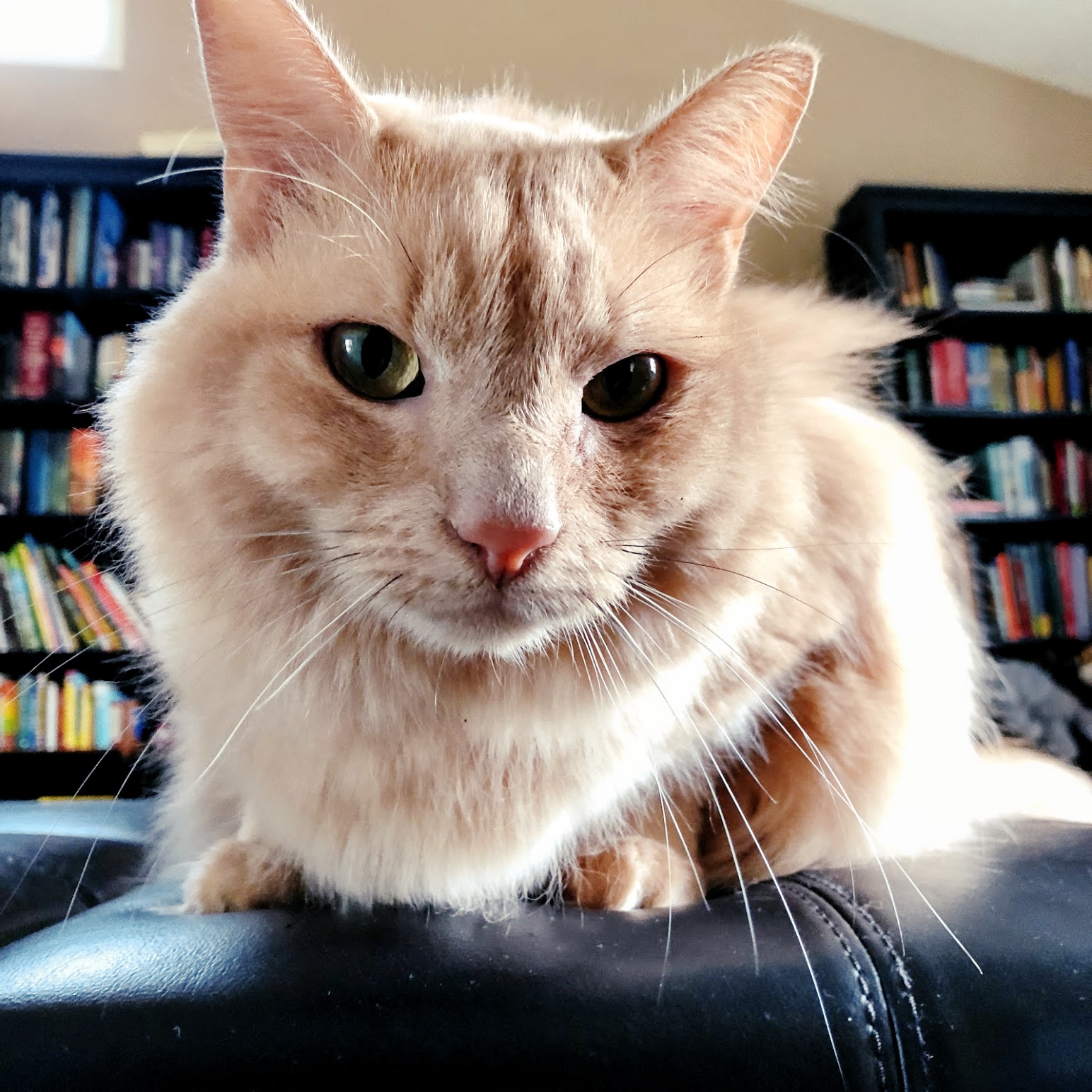 Photo of Sashimi, a fluffy light orange cat with books in the background